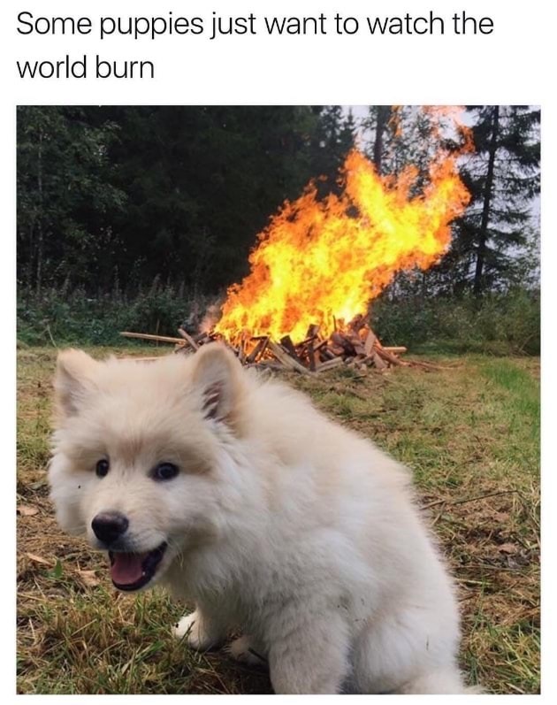 Funny meme about how some puppies just want to watch the world burn.