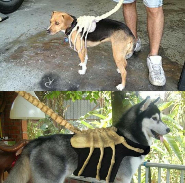 Awesome meme of a facehugger style dog leash