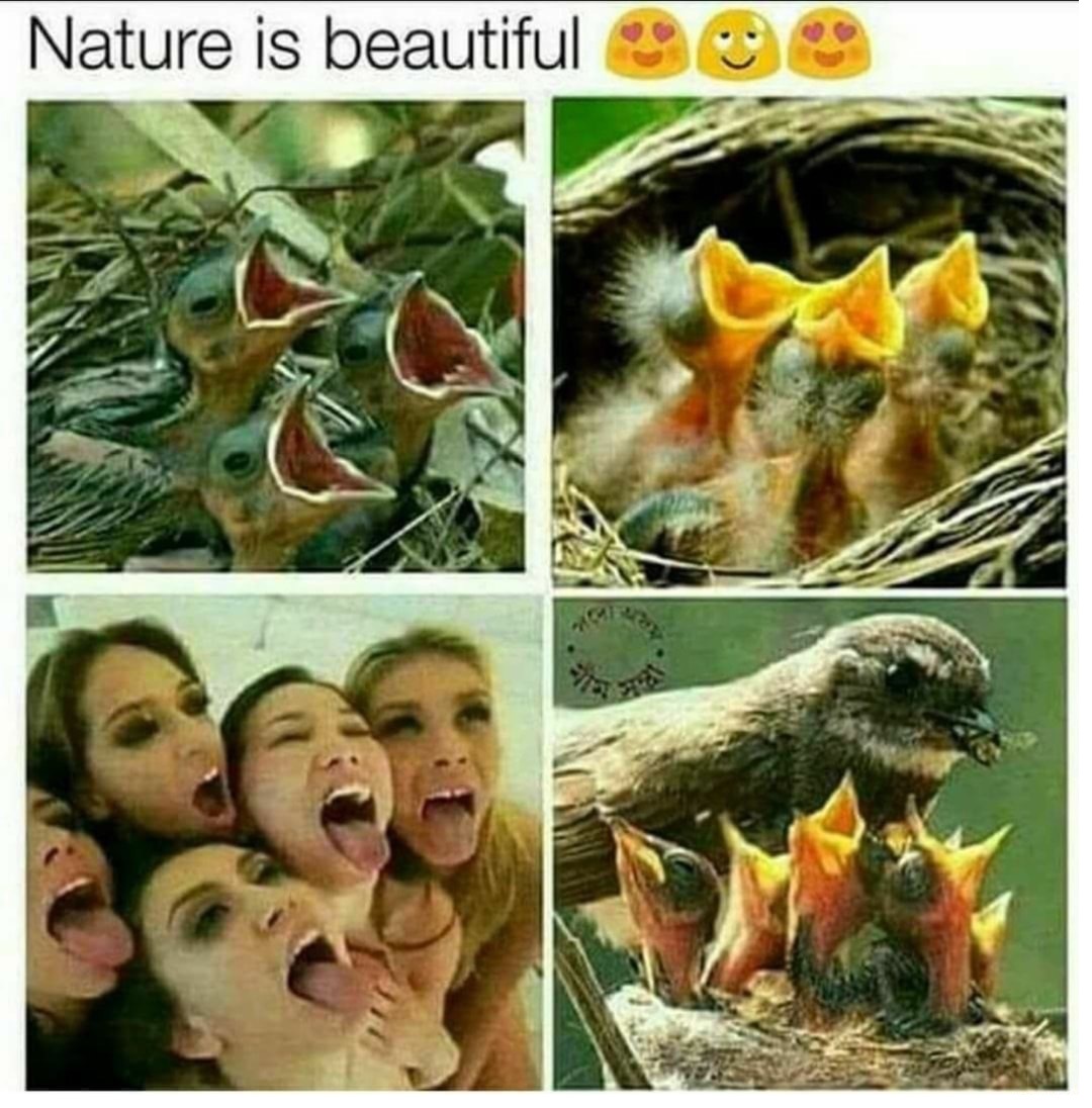 animal - Nature is beautiful