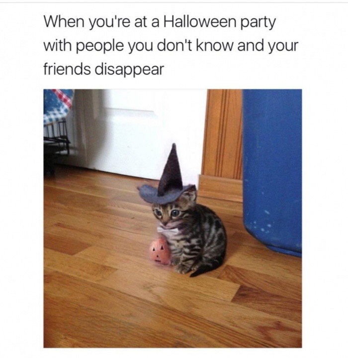 cute halloween cat meme - When you're at a Halloween party with people you don't know and your friends disappear