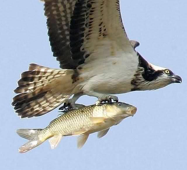 bird flying through the air holding a fish