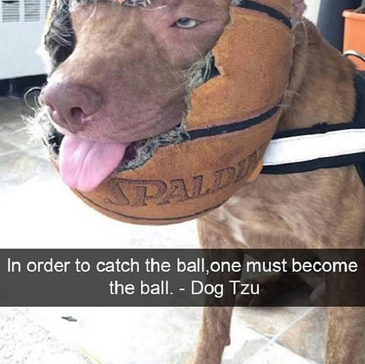 Dog that has become the ball to catch the ball.