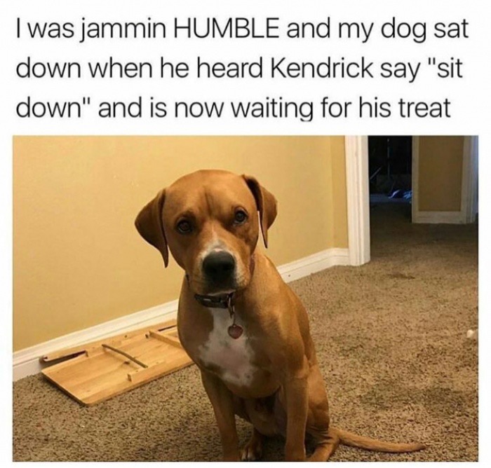Dog heard SIT DOWN in a song and now wants a treat
