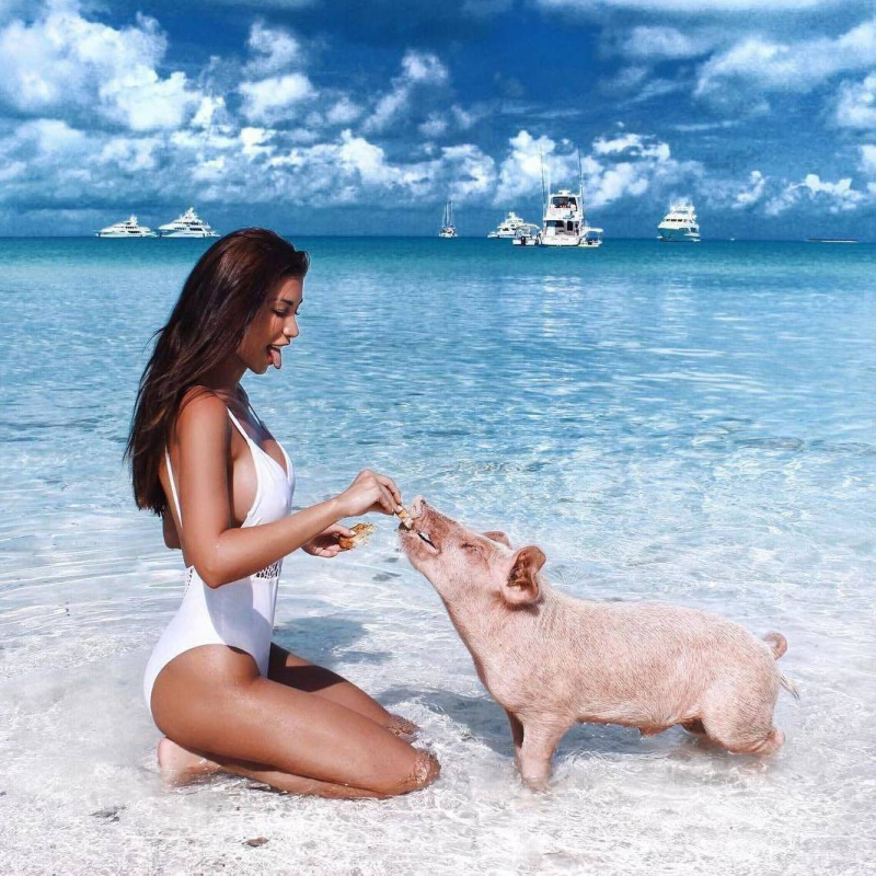cute girl in the sea feeding a pig
