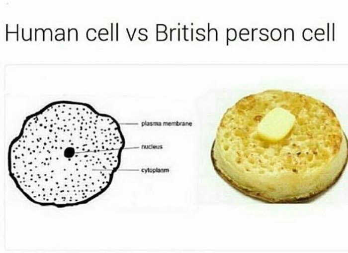 tea and crumpets meme - Human cell vs British person cell plasma membrane nucleus cytoplasm