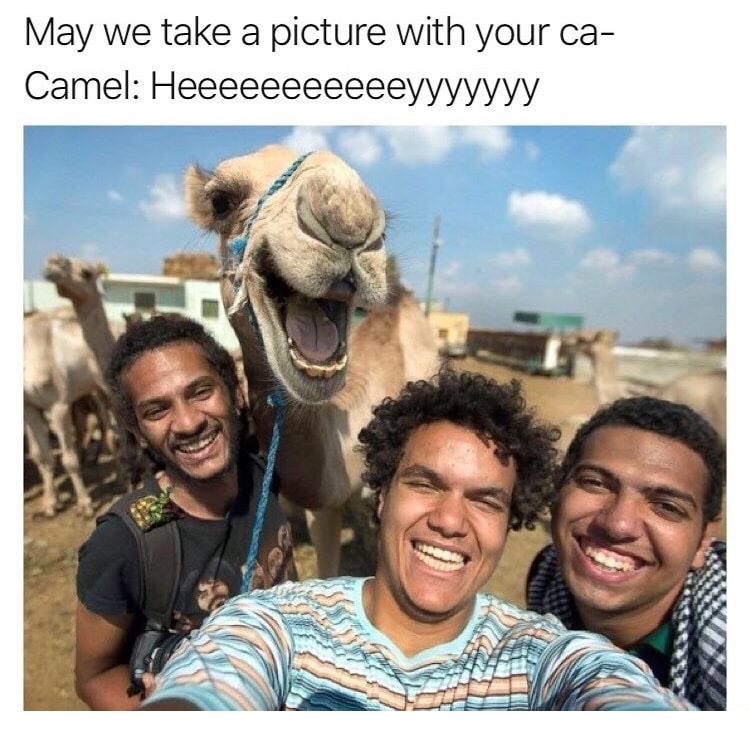 egypt camel selfie - May we take a picture with your ca Camel yyyyyyy