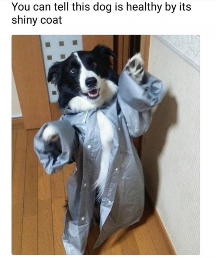 funny meme of shiny coat meme - You can tell this dog is healthy by its shiny coat
