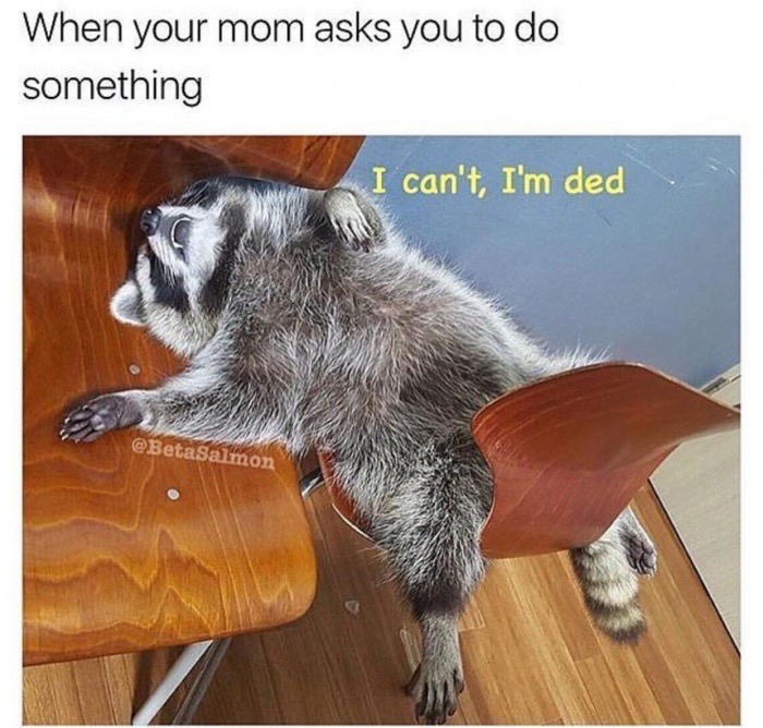 funny meme of funny animal memes - When your mom asks you to do something I can't, I'm ded