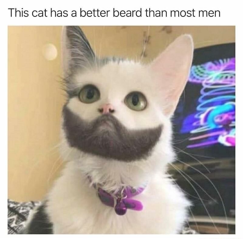 funny cat - This cat has a better beard than most men