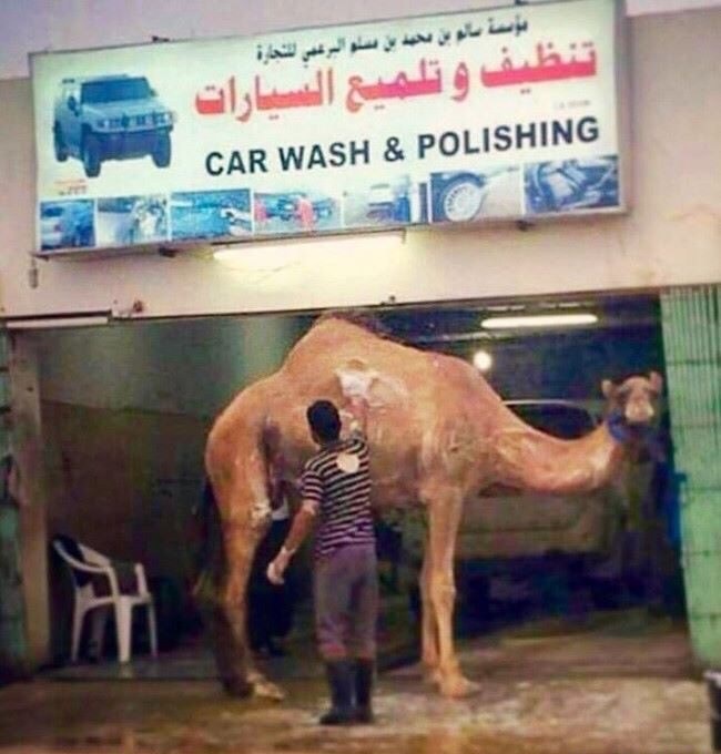 camel wash