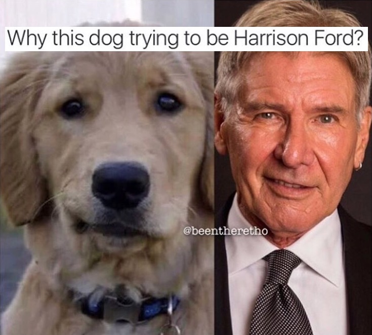memes - harrison ford - Why this dog trying to be Harrison Ford?