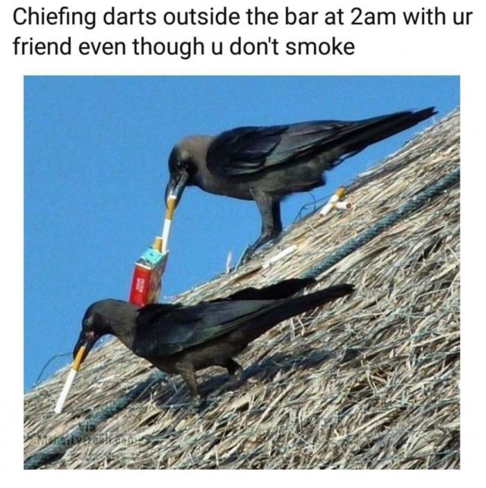 memes - birds smoking - Chiefing darts outside the bar at 2am with ur friend even though u don't smoke ristiske