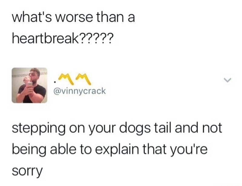 memes - document - what's worse than a heartbreak????? stepping on your dogs tail and not being able to explain that you're sorry