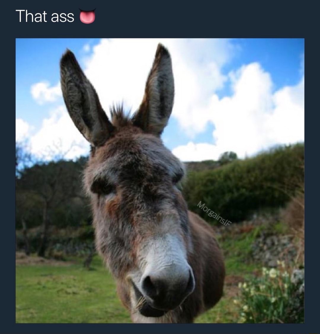 floppy donkey dick