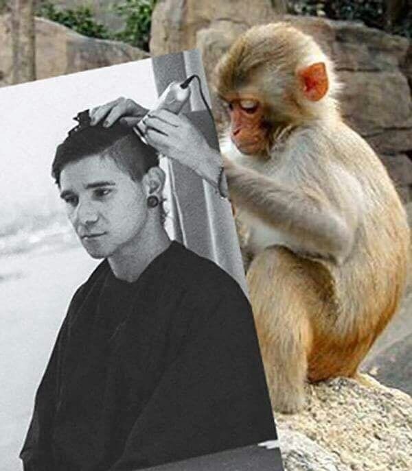 Photoshop of monkey giving human a haircut