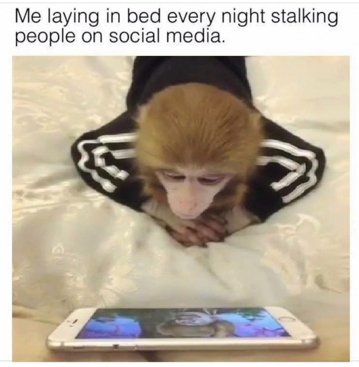 Monkey in bed stalking social media