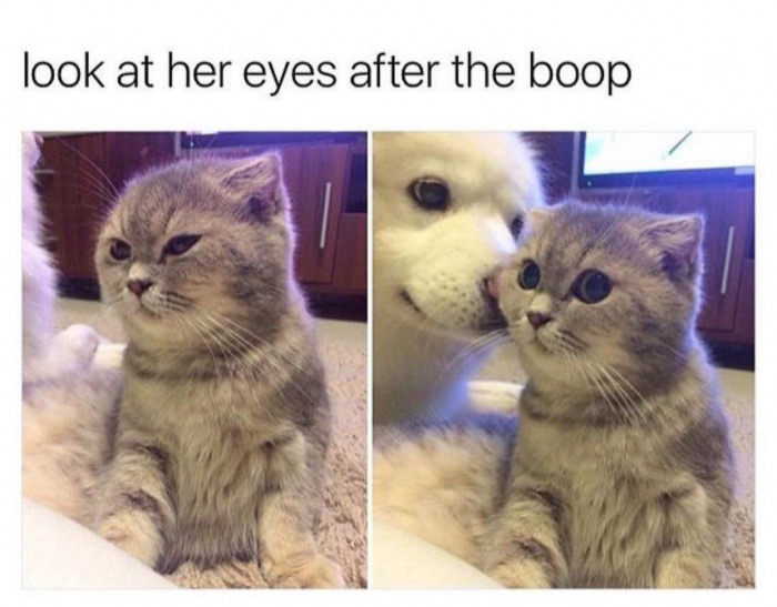 dog and kitten boop pics
