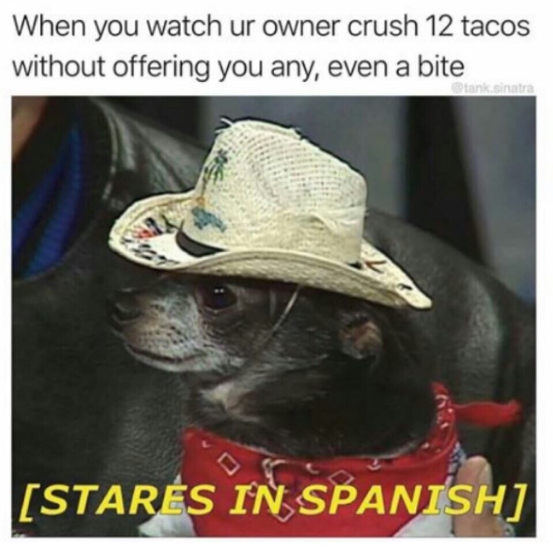 cowboy dog meme - When you watch ur owner crush 12 tacos without offering you any, even a bite tank Sinatra Stars In Spanish