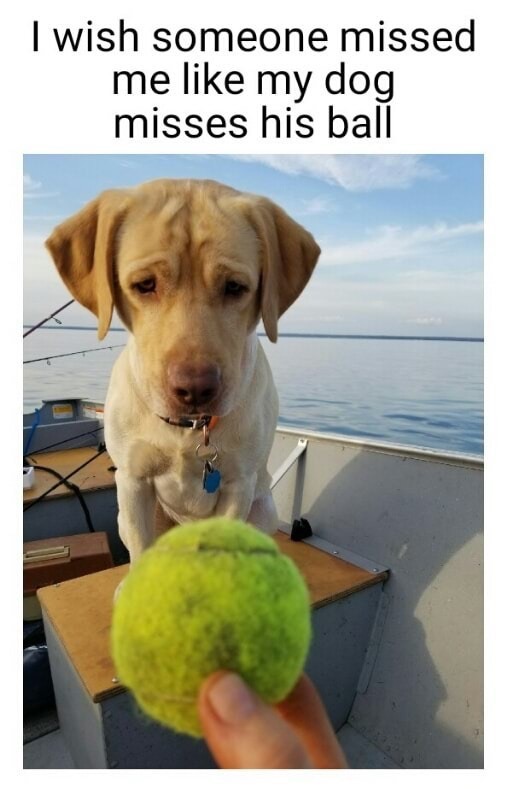 photo caption - I wish someone missed me my dog misses his ball