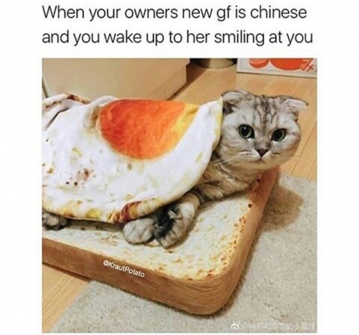 cat fried egg - When your owners new gf is chinese and you wake up to her smiling at you KrautPotato