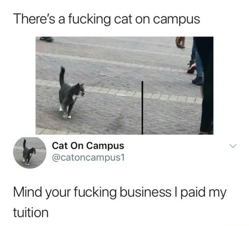 cat on campus meme - There's a fucking cat on campus Cat On Campus Mind your fucking business I paid my tuition