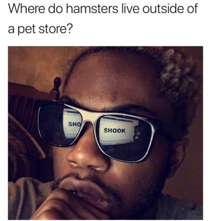 shooketh meme - Where do hamsters live outside of a pet store? Sho Shook