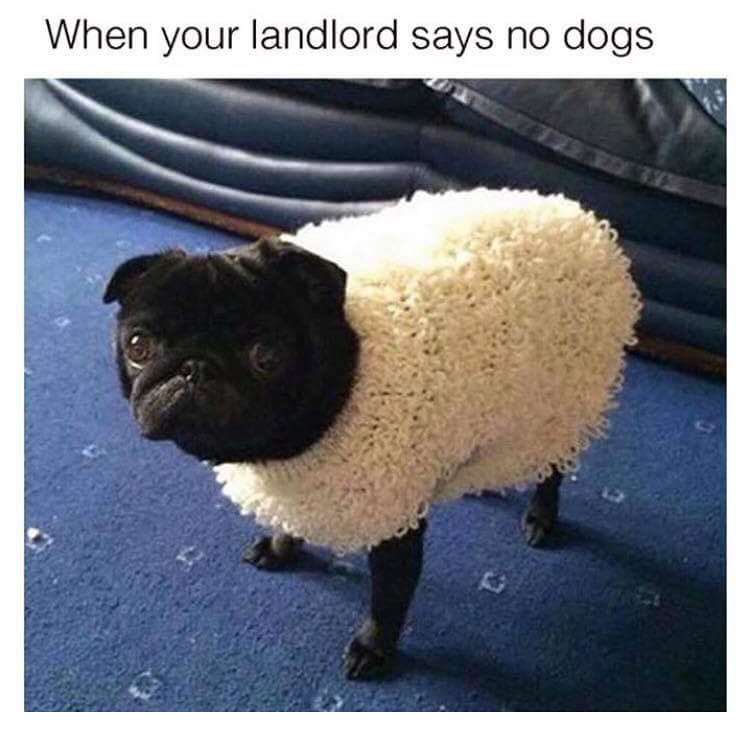meme sheep - When your landlord says no dogs