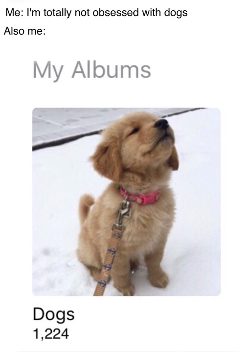 memes-  Dog - Me I'm totally not obsessed with dogs Also me My Albums Dogs 1,224