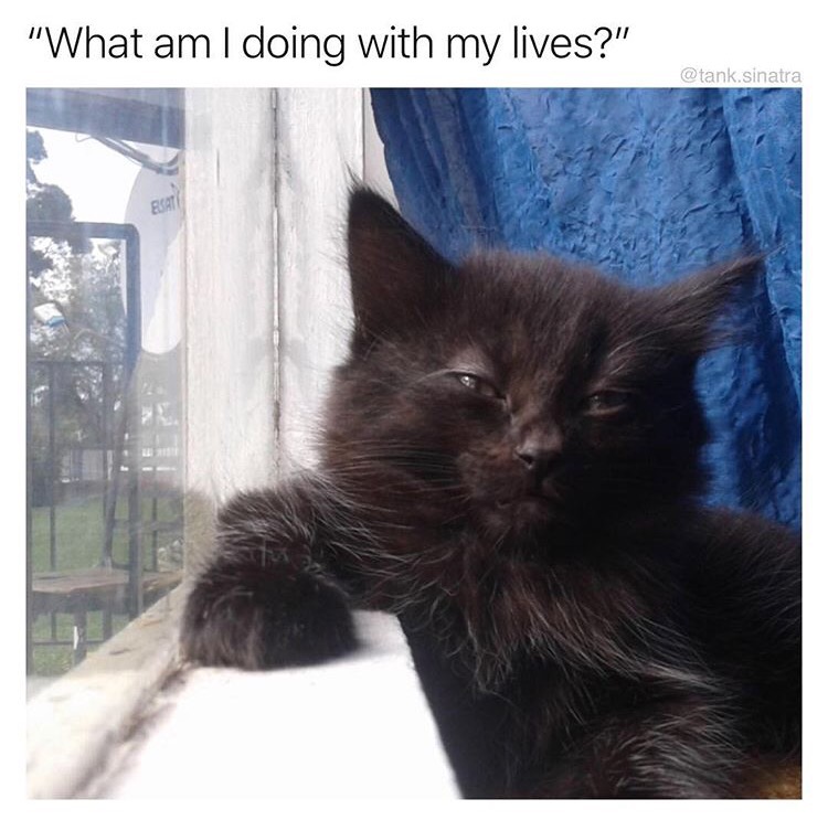 memes  - am i doing with my lives cat - "What am I doing with my lives?" .sinatra