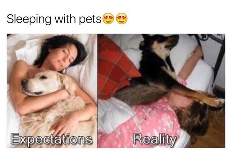 memes  - sleeping with my dog reality - Sleeping with pets Expectations Reality
