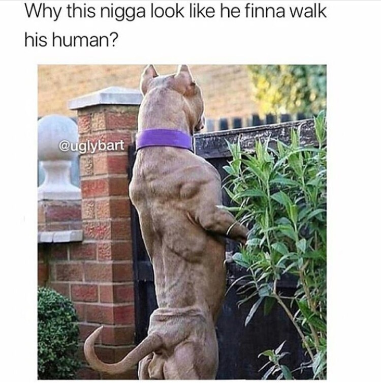 ripped dog - Why this nigga look he finna walk his human?
