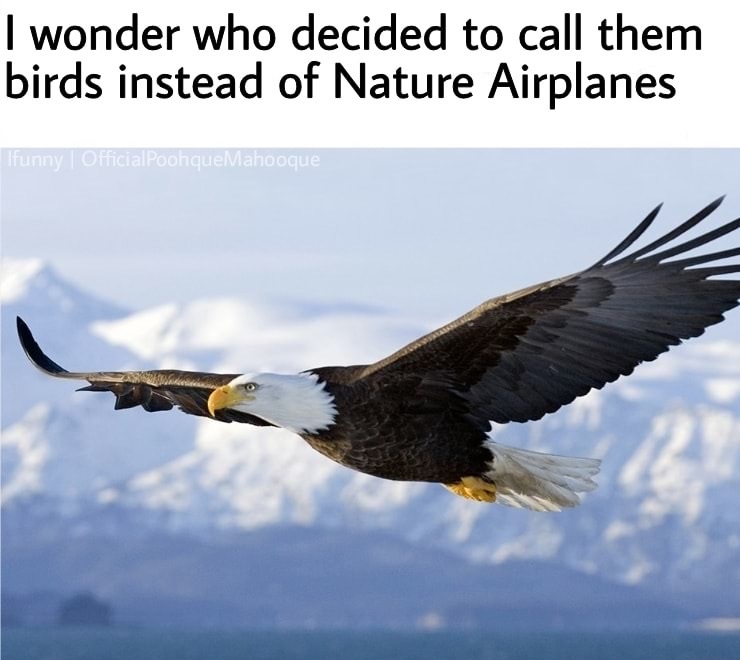 tertiary consumer - I wonder who decided to call them birds instead of Nature Airplanes llfunny | OfficialPoohqueMahooque