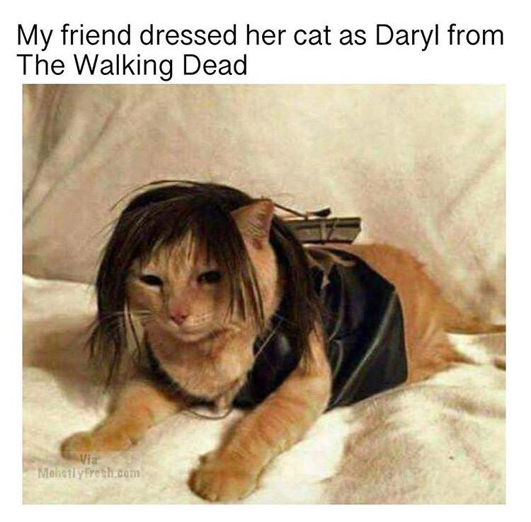 dank meme daryl from walking dead cat - My friend dressed her cat as Daryl from The Walking Dead Monstly resh.com