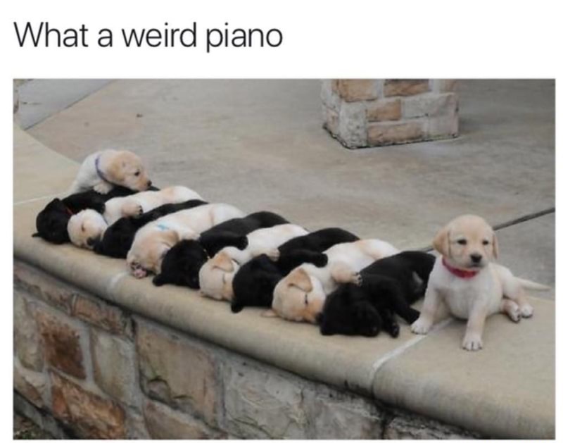 dank meme puppy piano - What a weird piano