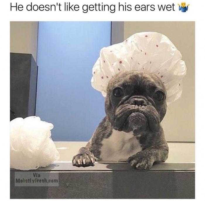 french bulldog meme - He doesn't getting his ears wet van Via MohstlyFresh.com