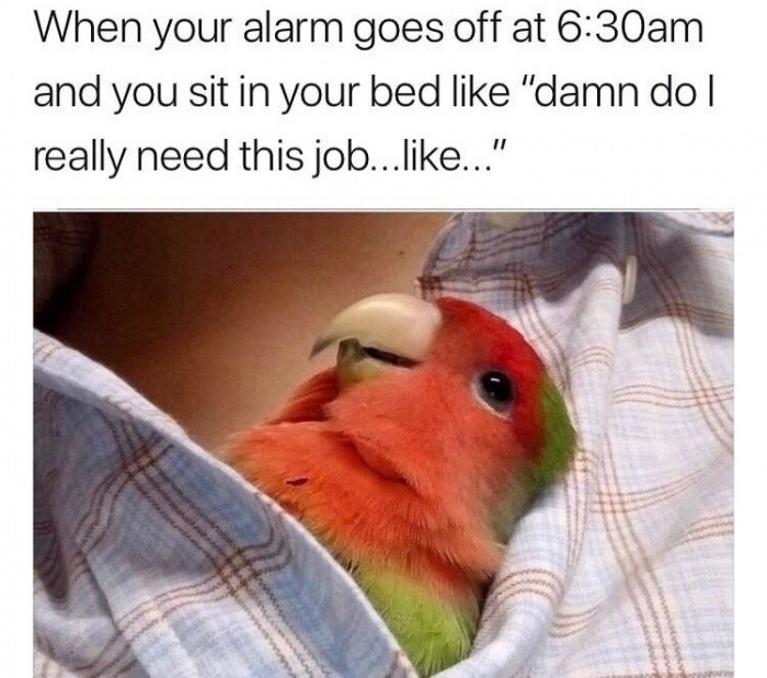 memes - beak - When your alarm goes off at am and you sit in your bed "damn dol really need this job......"