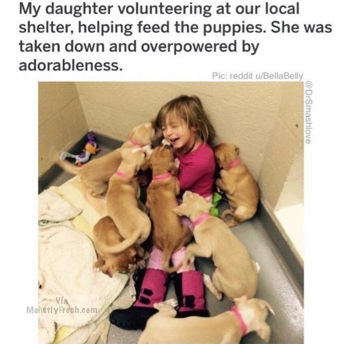 memes - photo caption - My daughter volunteering at our local shelter, helping feed the puppies. She was taken down and overpowered by adorableness. Pic reddit uBellaBelly Mohstly Fresh.com