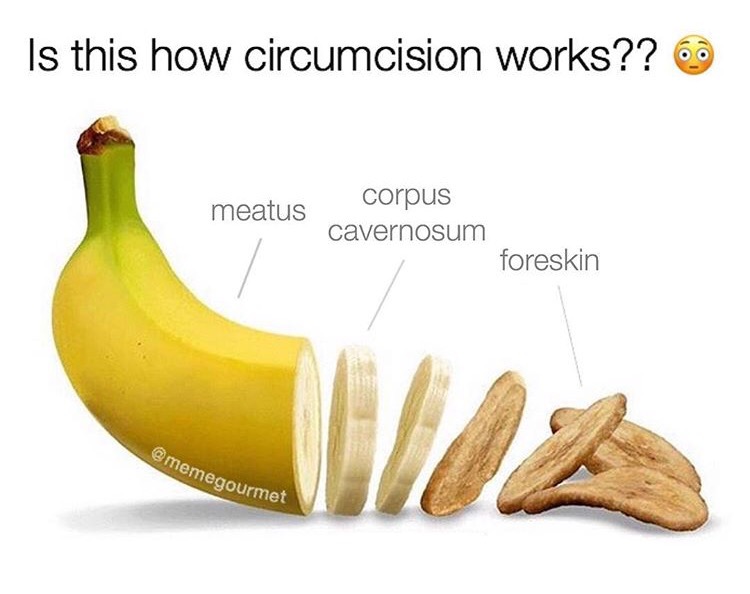 screwed up banana - Is this how circumcision works?? 6 meatus corpus cavernosum foreskin ememegourmet