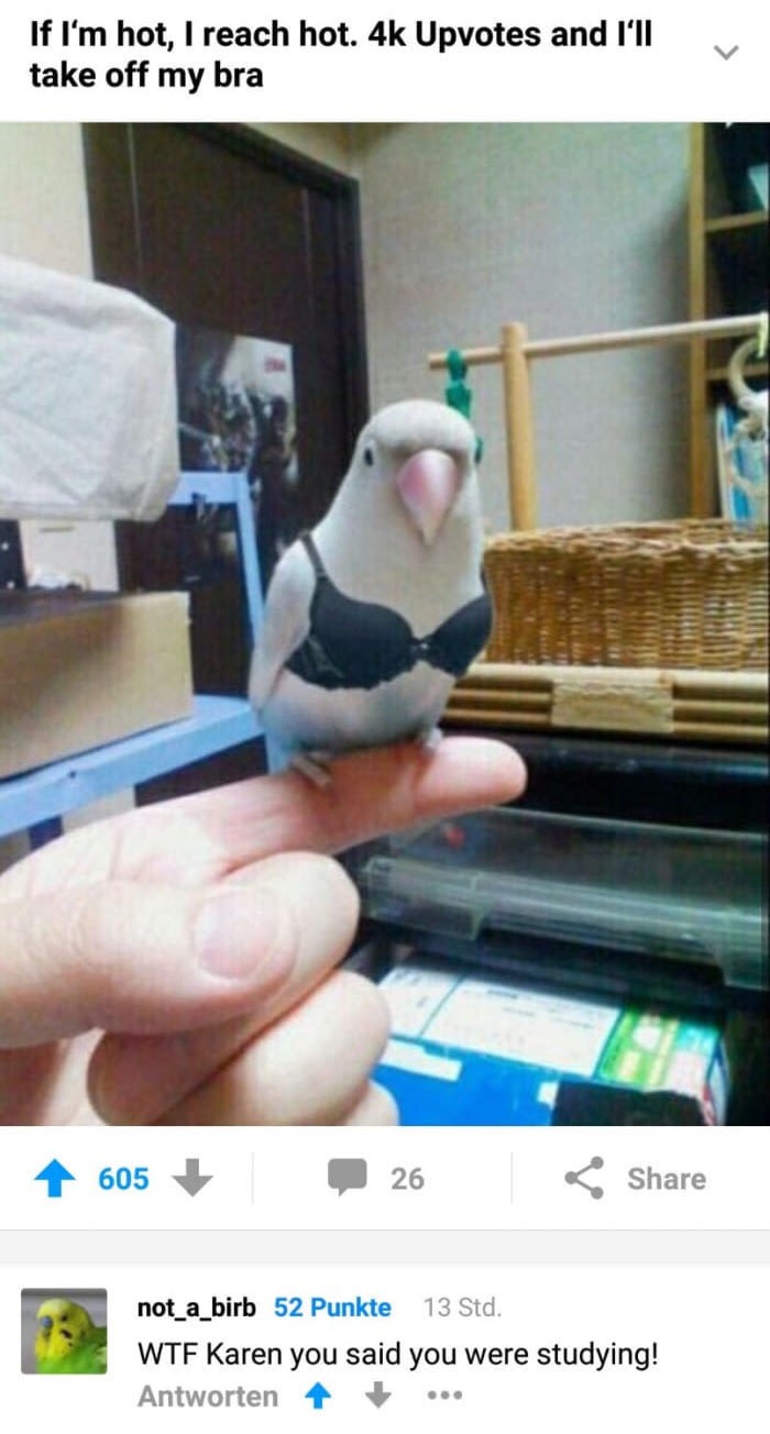 trending - meme lovebird - If I'm hot, I reach hot. 4k Upvotes and I'll take off my bra 605 26 not_a_birb 52 Punkte 13 Std. Wtf Karen you said you were studying! Antworten