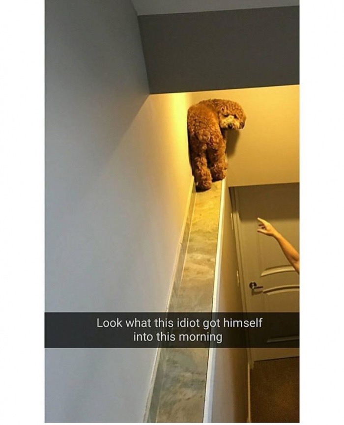 Sunday meme about a dog getting trapped on a staircase rail