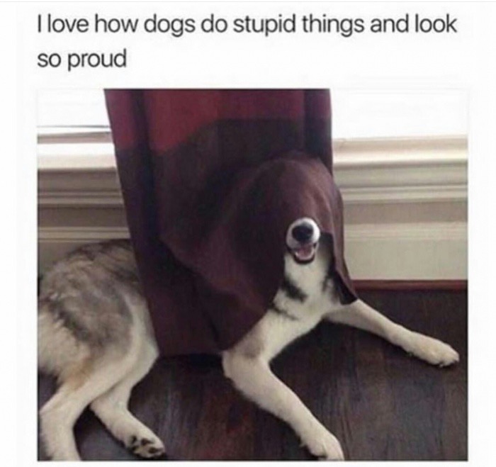 Sunday meme about a dog hiding behind a curtain