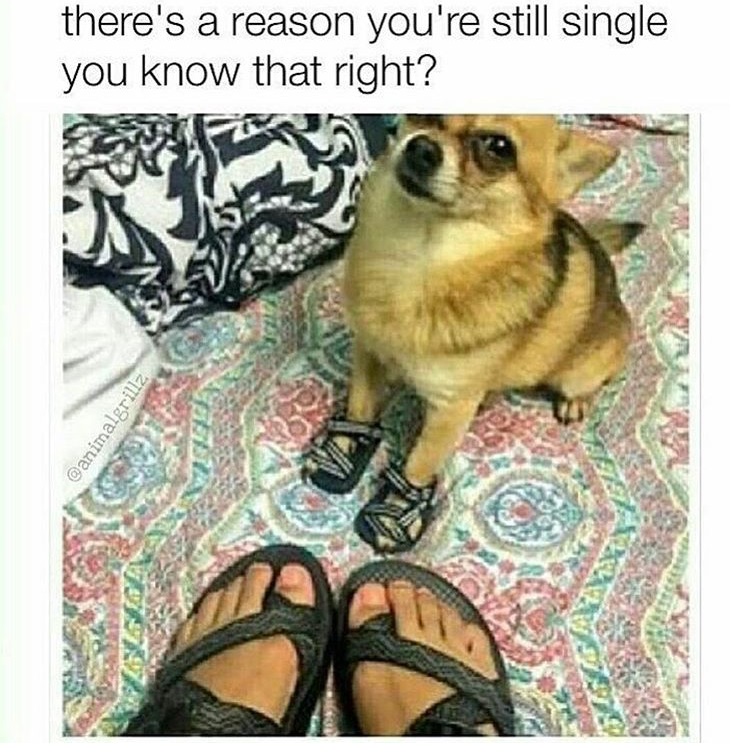 Sunday meme about matching your sandals with your dog's
