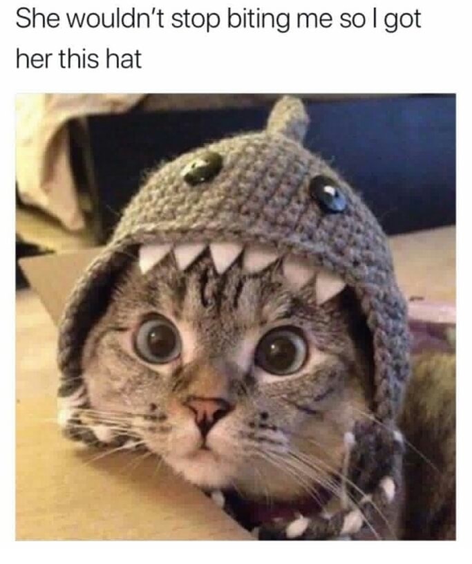Sunday meme of a cat wearing a shark hat