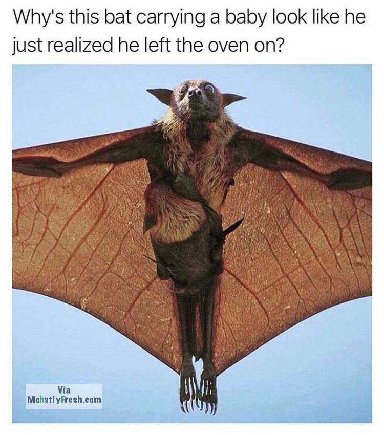 no nut november - bat flying with baby - Why's this bat carrying a baby look he just realized he left the oven on? Via Mohstly Fresh.com
