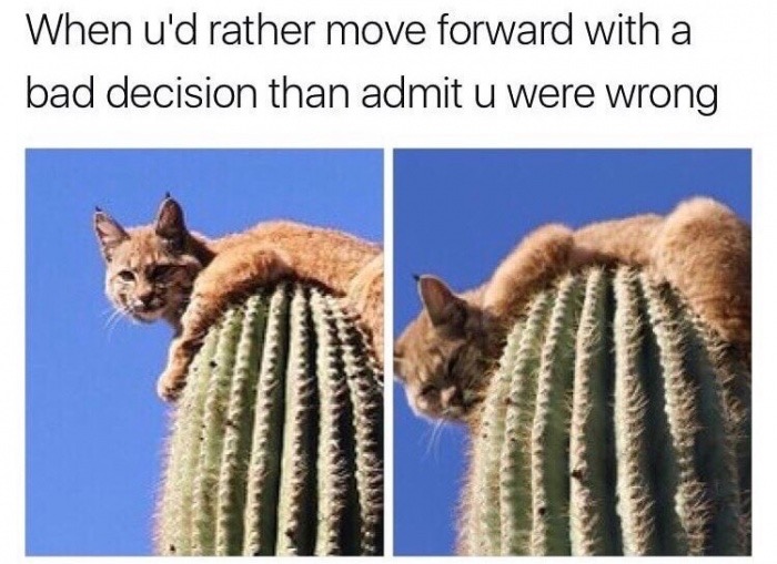 bobcat on cactus - When u'd rather move forward with a bad decision than admit u were wrong
