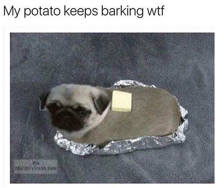 my potato keeps barking - My potato keeps barking wtf Mohstlyfresh.com