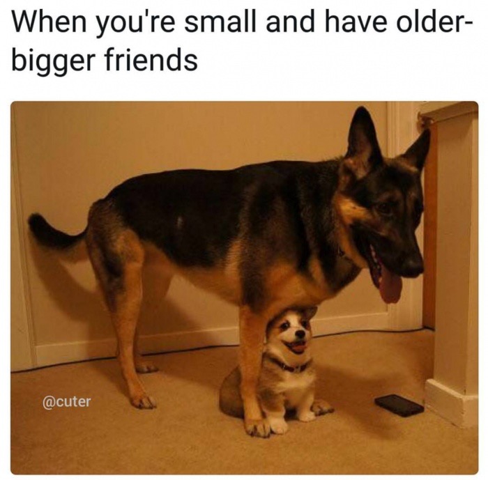 ll protect you meme - When you're small and have older bigger friends