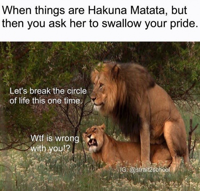swallow memes - When things are Hakuna Matata, but then you ask her to swallow your pride. Let's break the circle of life this one time. Wtf is wrong with you!? Ig