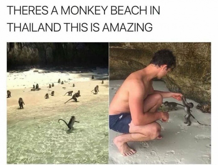 photo caption - Theres A Monkey Beach In Thailand This Is Amazing
