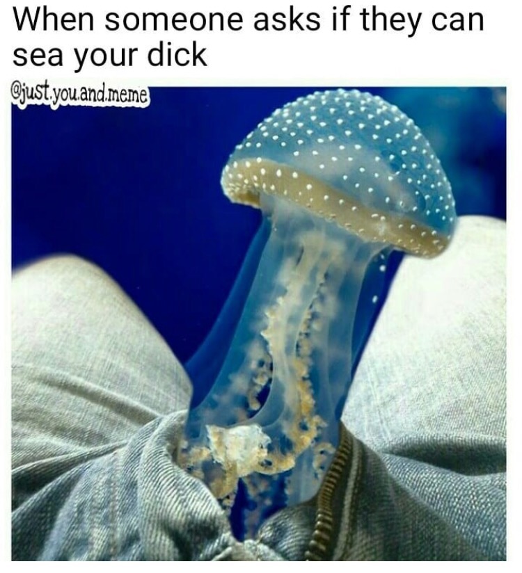 meme jellyfish - When someone asks if they can sea your dick .youand.meme